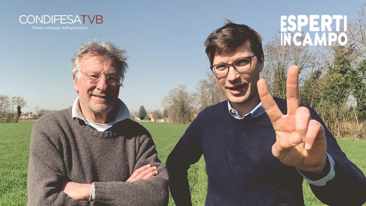 Quotazione frumento e contratti campagna 2021