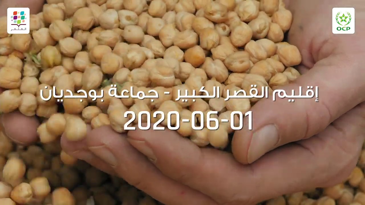 نصيحة اليوم: أضرار و وسائل مكافحة التعفنات الجذرية في زراعة الحمص-جماعة بو جديان، إقليم القصر الكبير