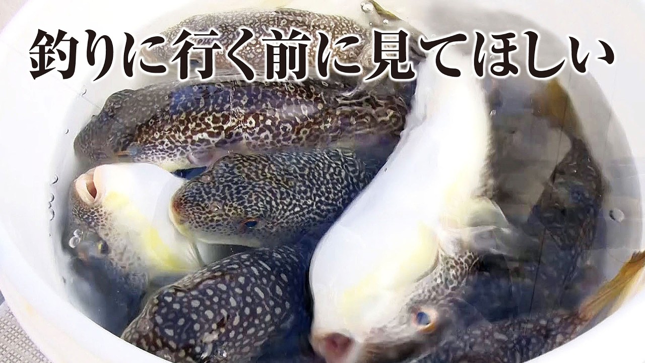 【カットウフグ基礎講座】人気急上昇中！明日使える最新テクニックをまとめました | ガッ釣り関西
