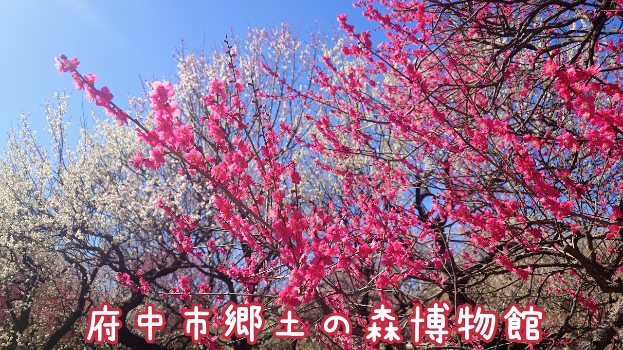 20260219 府中市郷土の森博物館🌺見頃の梅