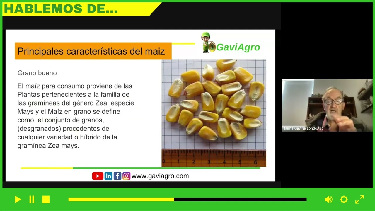 Mermas y pérdidas en maíz y soya
