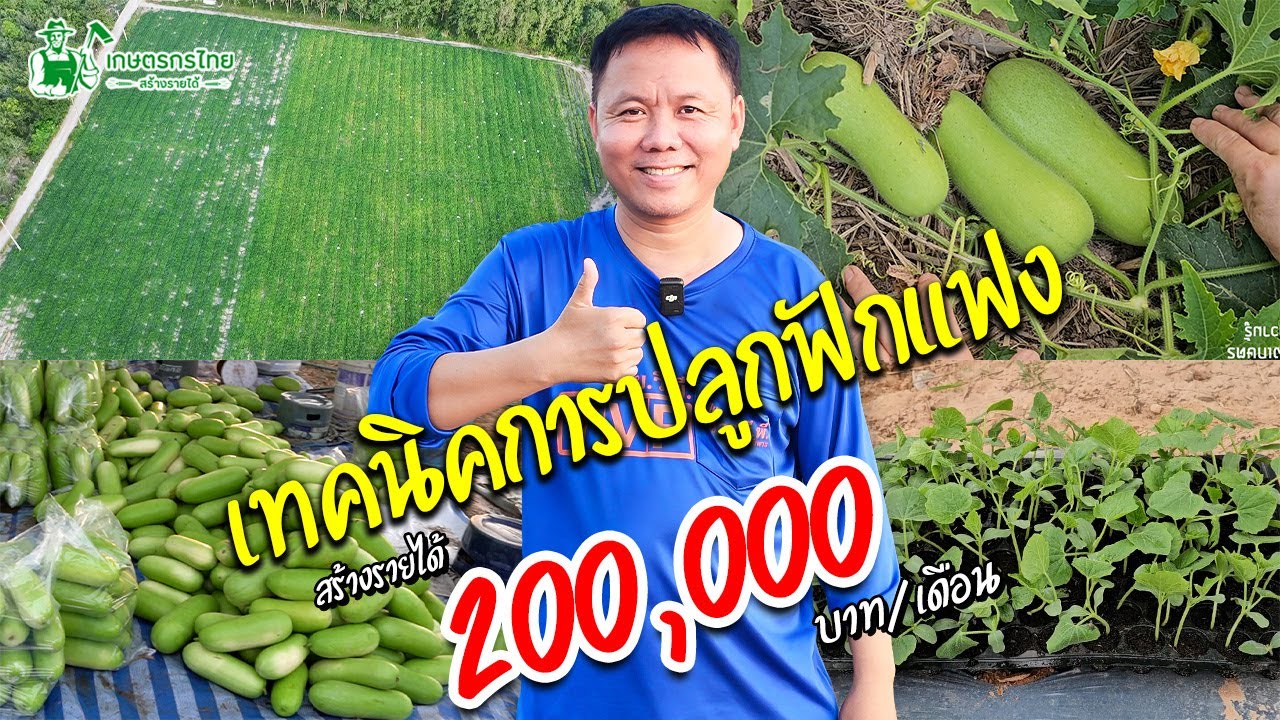 เทคนิคปลูกฟักแฟง การดูแล การให้ปุ๋ย แบบละเอียด ปลูกแบบนี้มีรายได้แน่นอน #ฟัก #ฟักแฟง