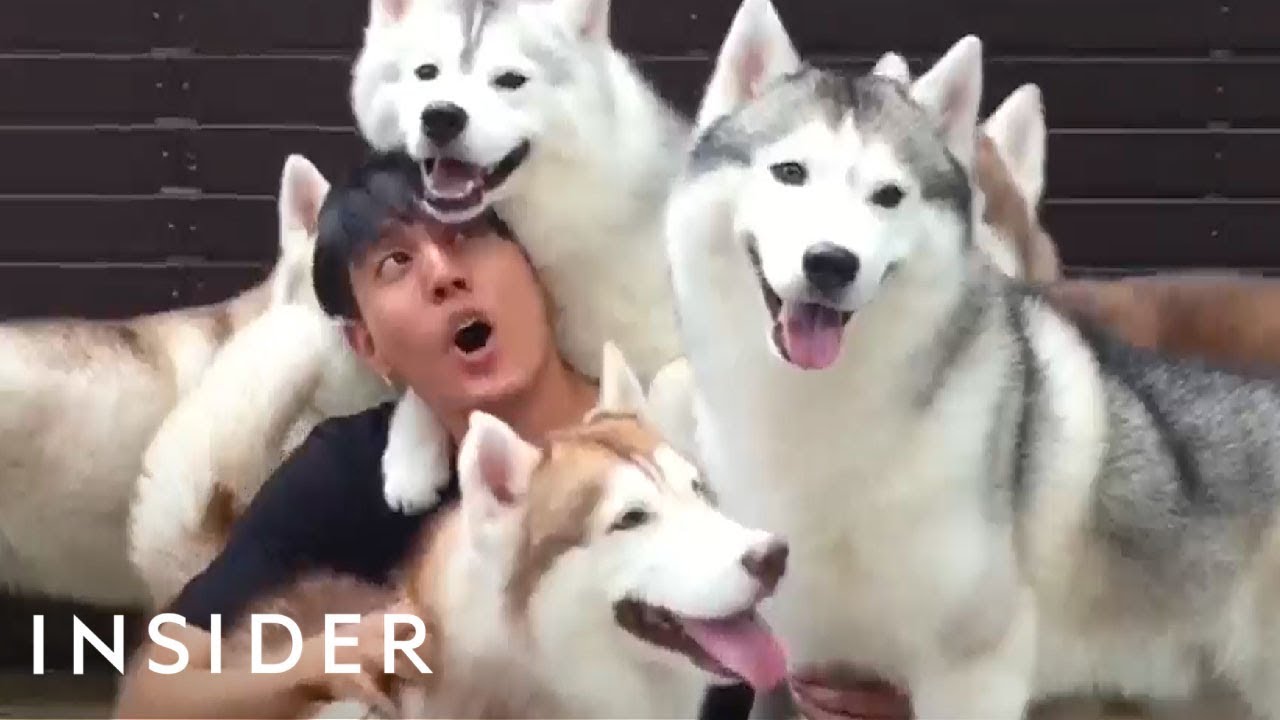 Café In Thailand Lets You Play With A Pack Of Huskies