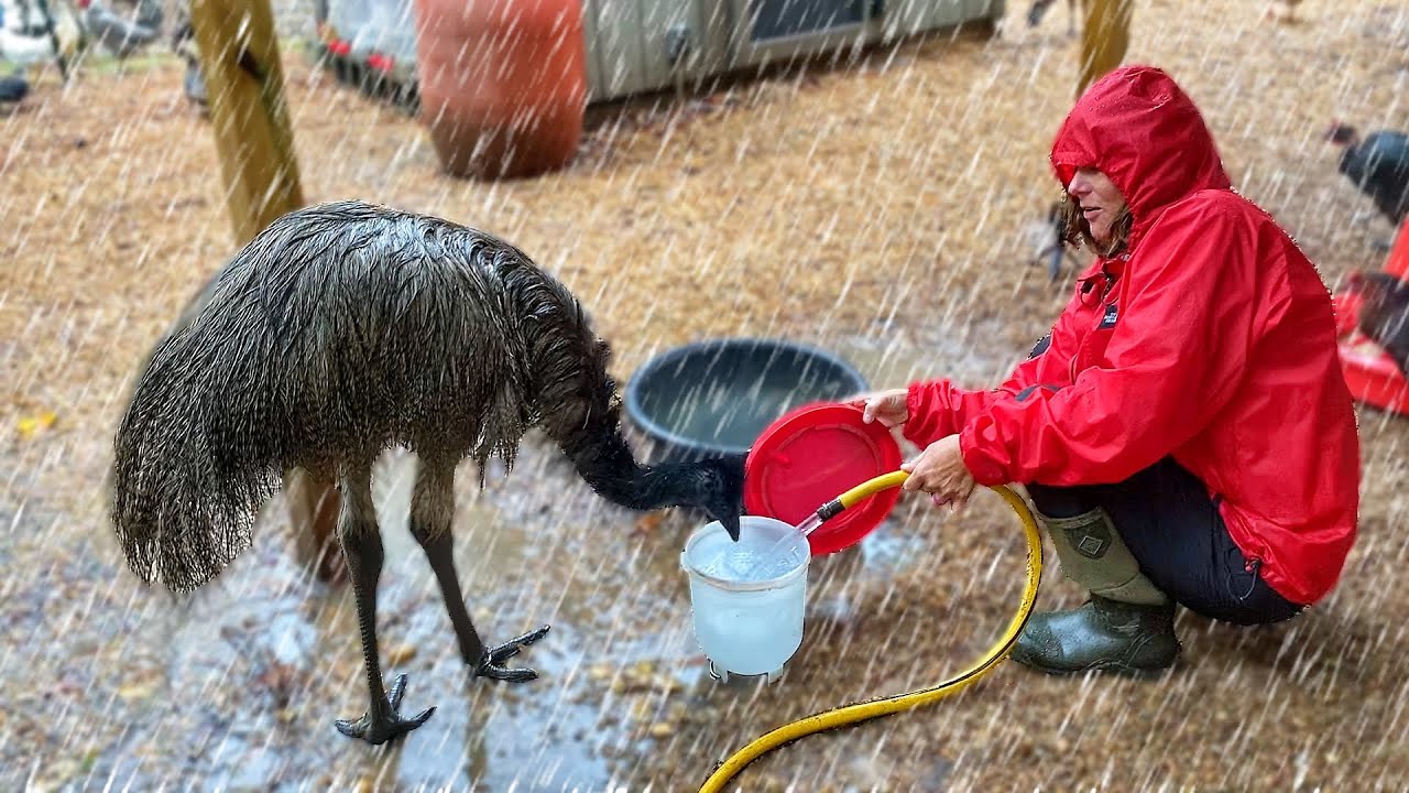 How Is It POSSIBLE To Do Farm Chores In a HURRICANE?!?!?