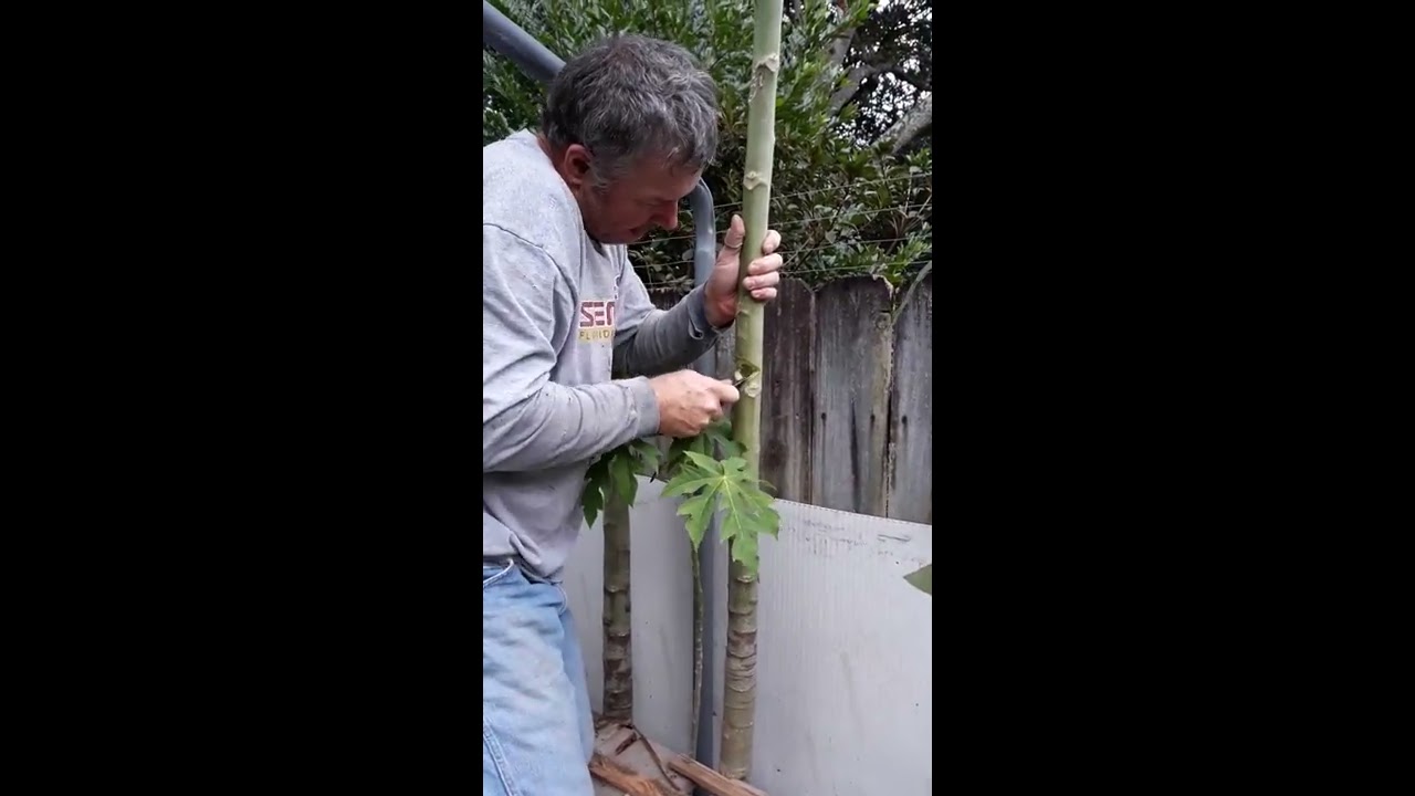 Cutting a Papaya tree to fit inside greenhouse