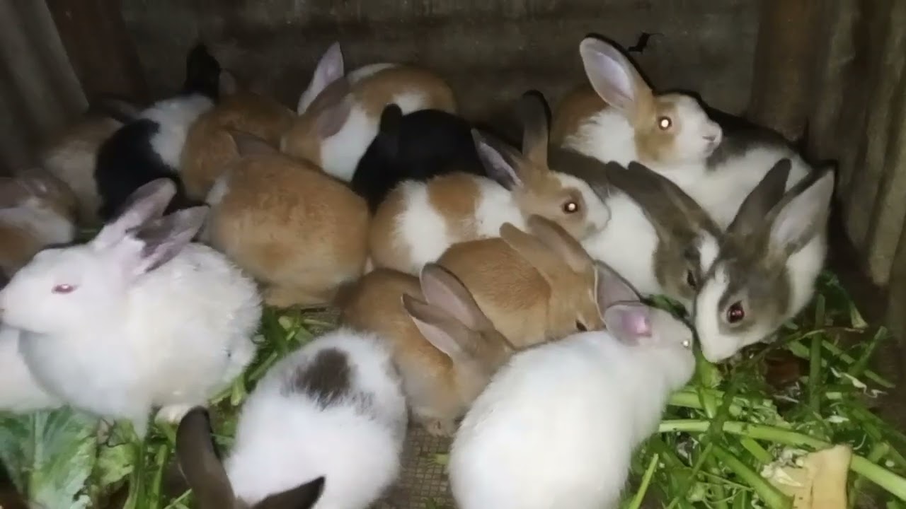 Watch these adorable rabbits enjoying their meal!#Rabbits #Bunny #CuteAnimals #RabbitFeeding
