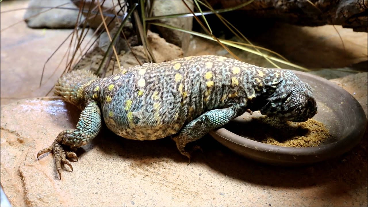 Ornate Uromastyx eating ground Mazuri Tortoise Diet