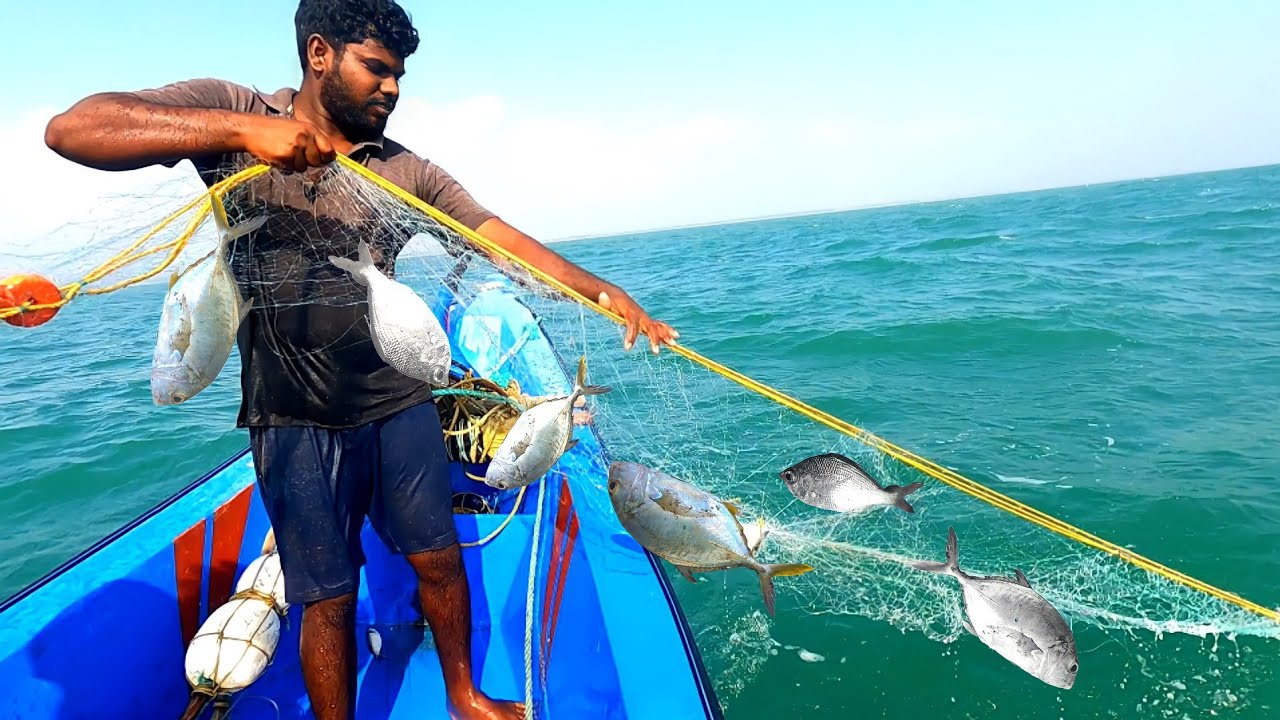 Net using trevally fish catching back to back