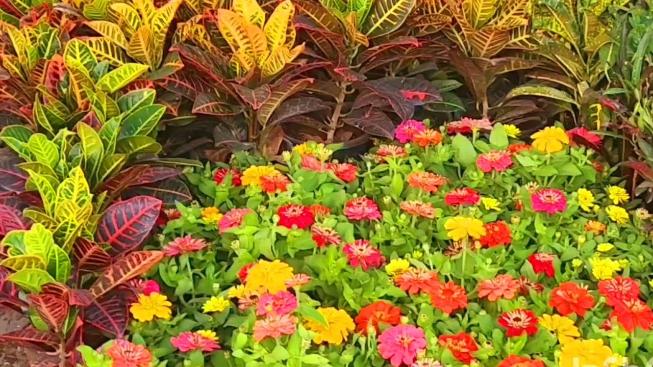 Lucknow's famous Moti Mahal plant Nursery March visit || Summer flowering plants at reasonable cost.
