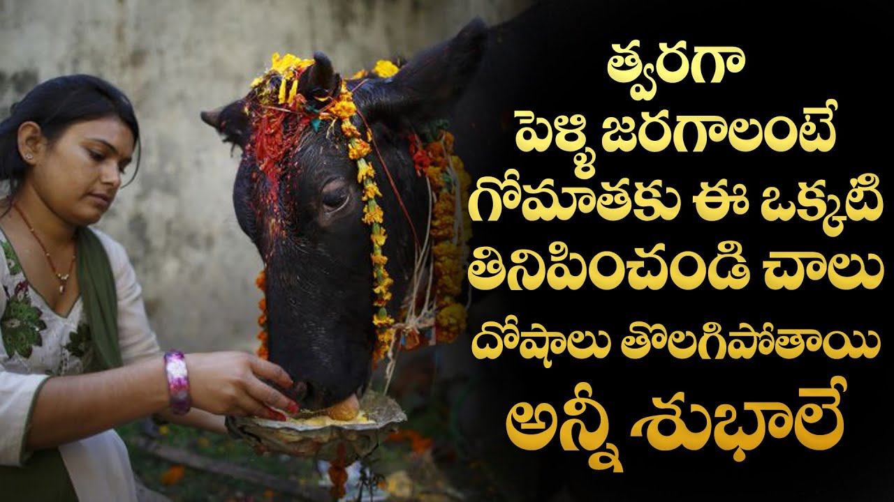 పెళ్లి జరగాలి అంటే గోమాతకి ఇది తినిపించండి | Astrology Remedies for Late MARRIAGE Problems In Telugu