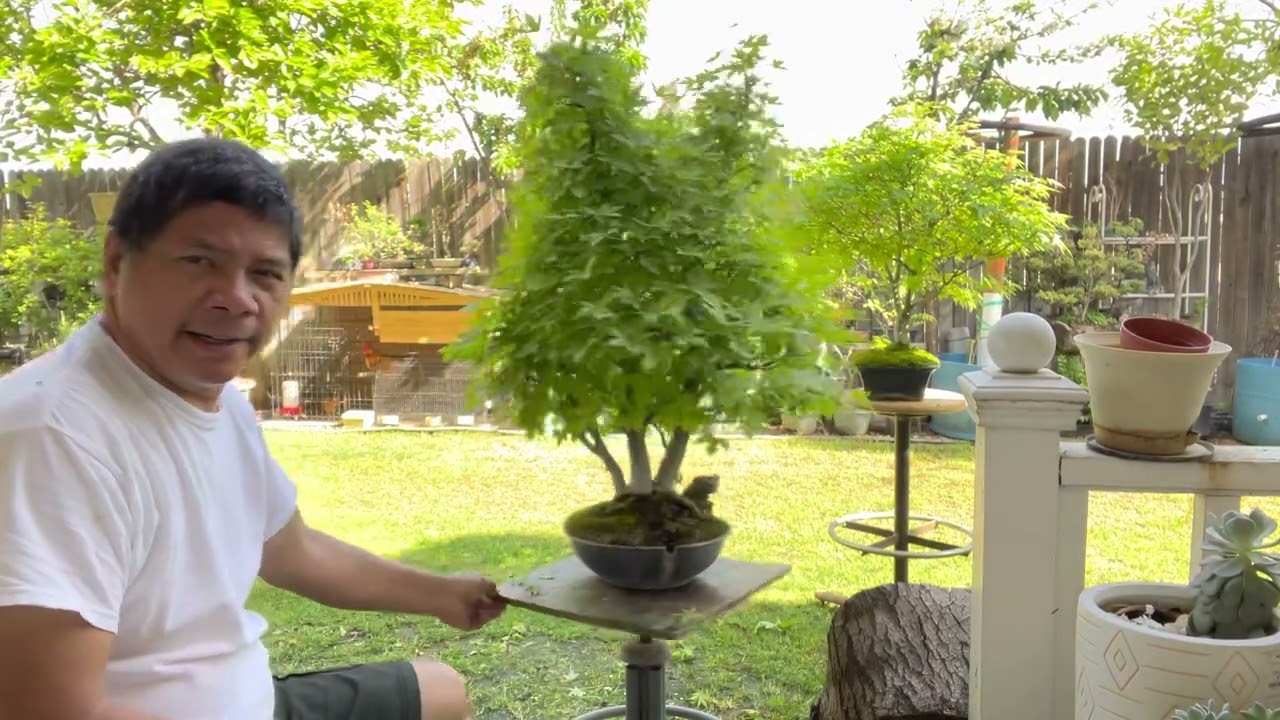 Pruning Bonsai Trimming~LiquidAmbar Tree I Basic Bonsai Tutorial