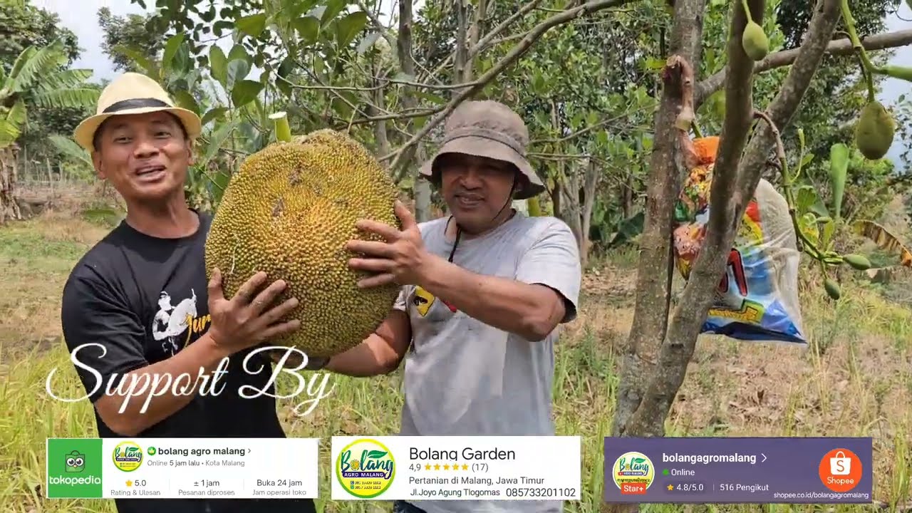 Menjelajahi Hutan Nangka 1000 varitas di area seluas 120 Hektar