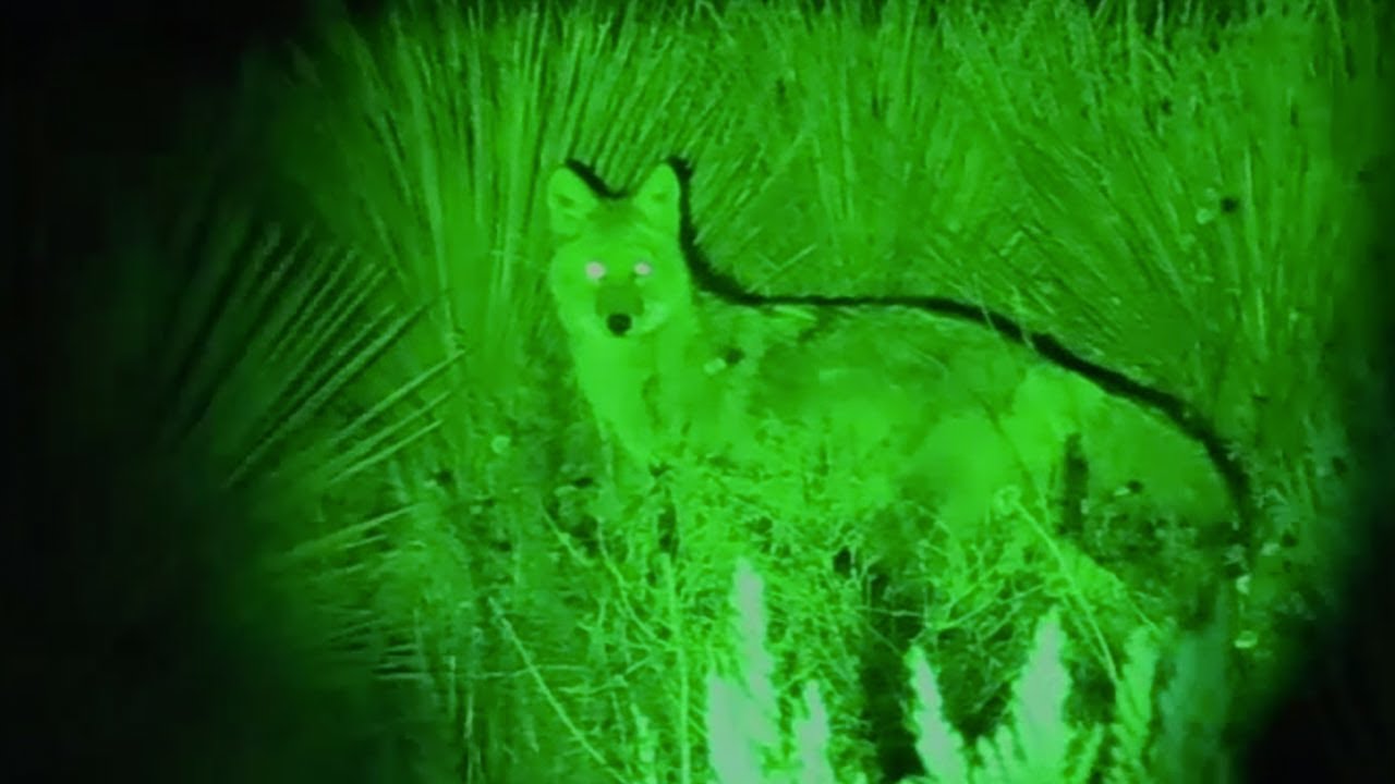 Extra Long Range Coyote Hunting Spotlight - the Coyote Reaper Spotlight by Predator Tactics