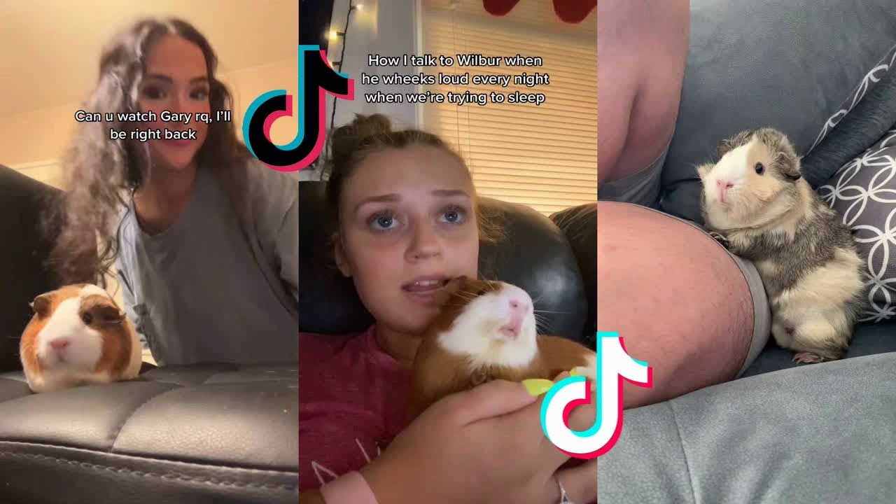 Cute Guinea Pigs - Tiktok Compilation #21