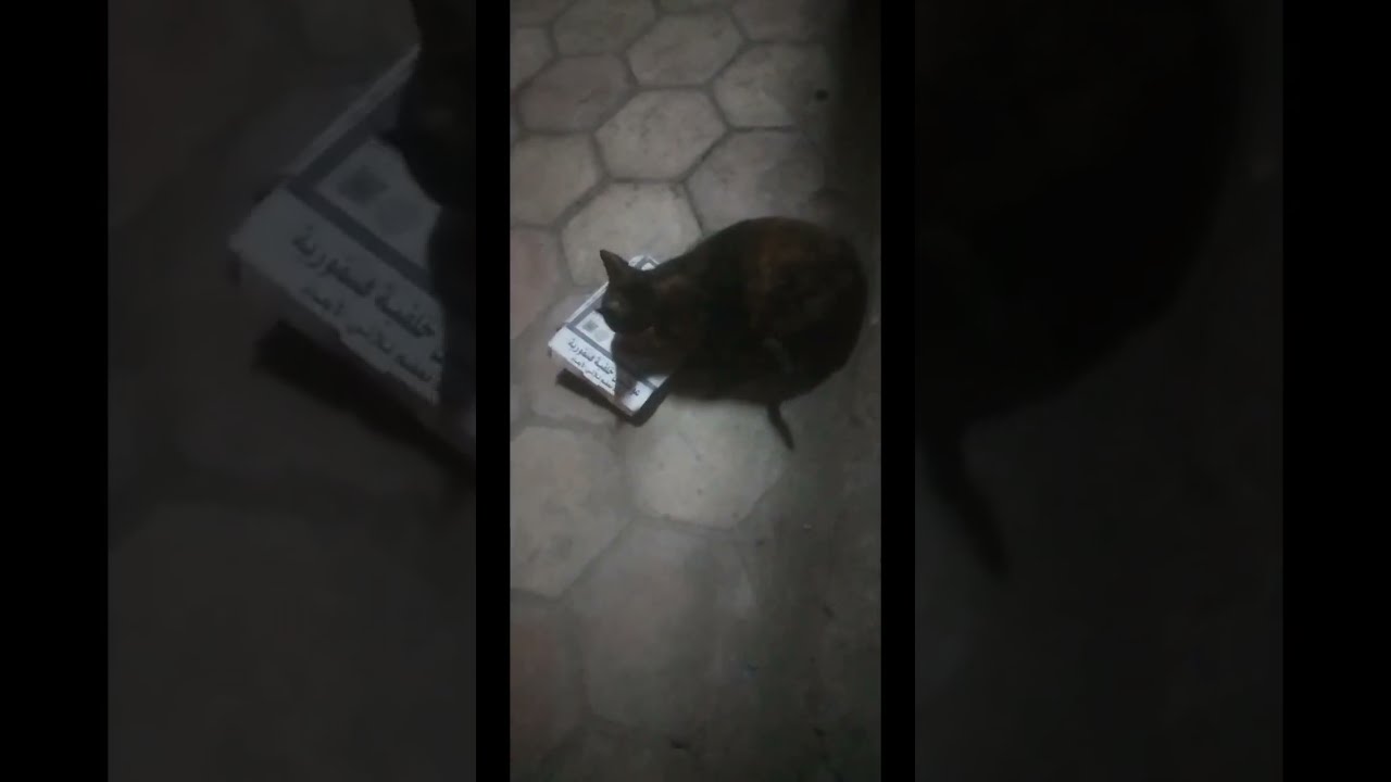 سبحان الله العظيم سبحان الخالق المبدع #القطط