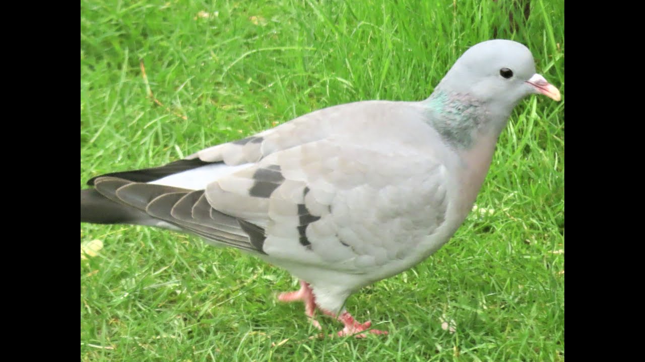Stock Dove, Foxton, Cambridgeshire, 16/3/21