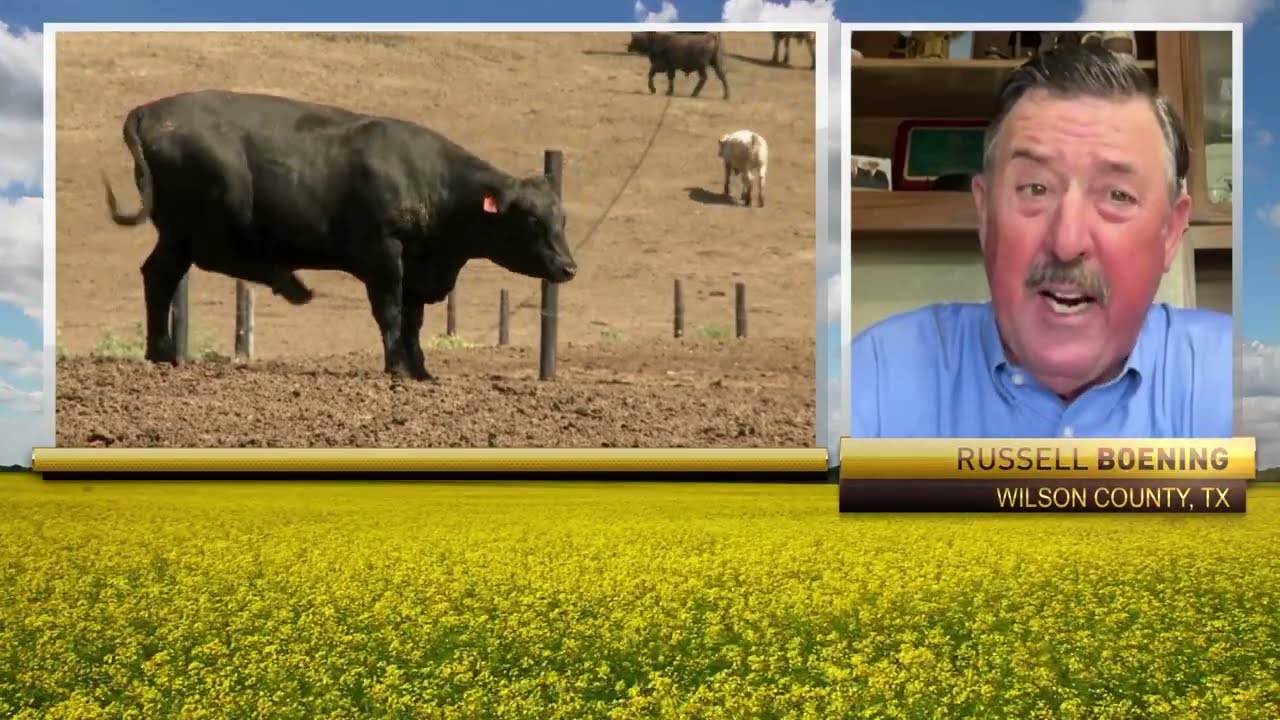 "We have to be ready when it gets here": Texas Farm Bureau on New World Screwworm