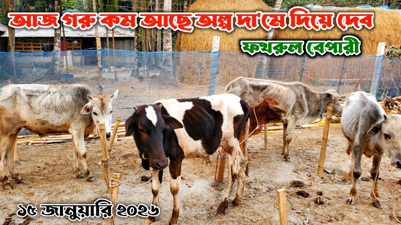 794- আজ গরু কম আছে অল্প দা'মে দিয়ে দেবে ফখরুল ভাই | 15 জানুয়ারি 2026 | নগর বাংলা টিভি
