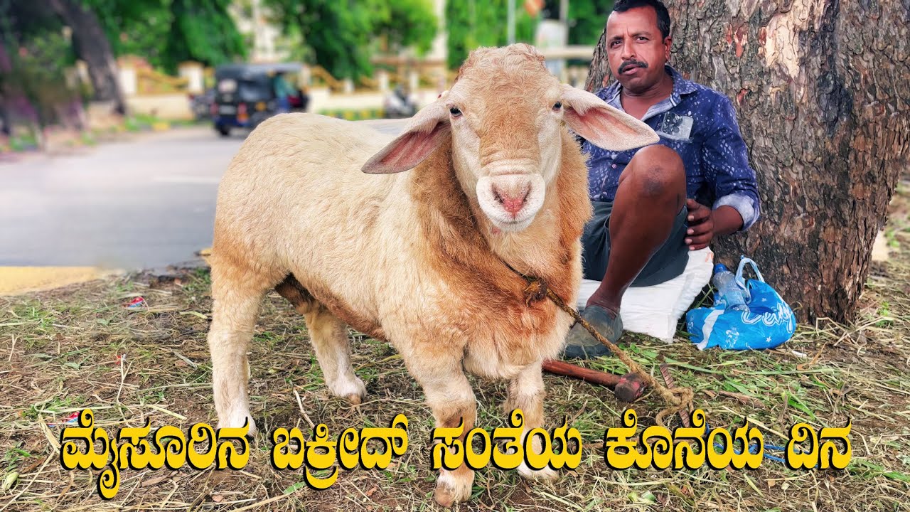 Mysore LIC Circle Sheep Market FINAL DAY Farewell to Bakrid 2023