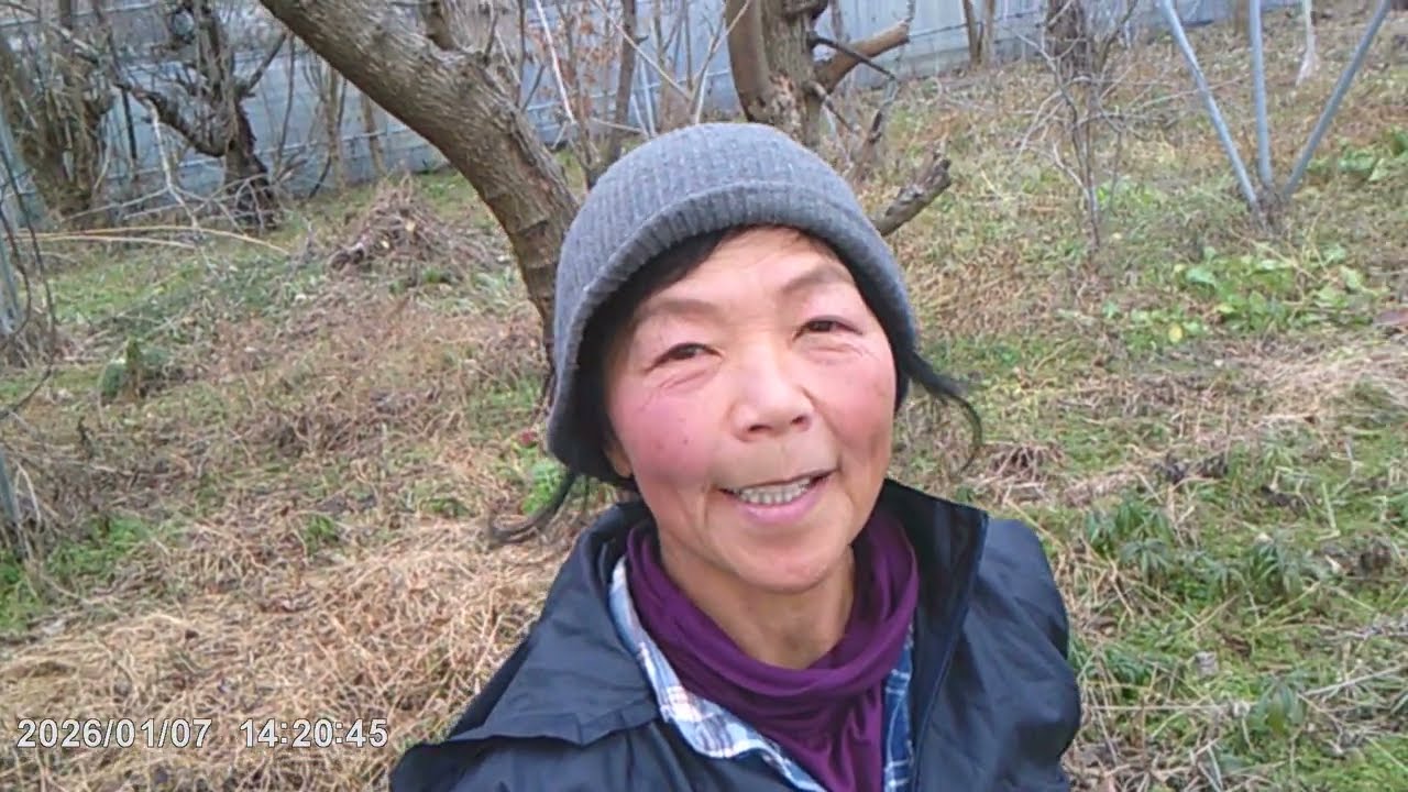 え？伐っちゃうの？？自然の木の伐採　自然農法果樹園アイアイファーム　自然農法家ともちゃん　202６/１ /７ /茨城県常陸大宮市野上