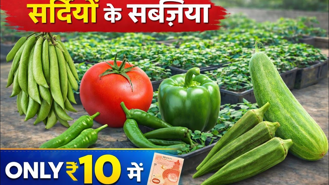 सिर्फ ₹10 में 5 सब्ज़ियां उगाईं 😱 | only ₹10 🌱 | Grow 5 Vegetables at Home