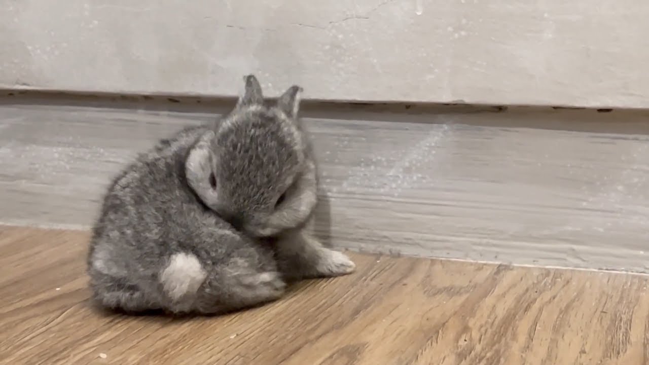 The Cutest Baby Bunny Grow Up - Newborn to 24 Days - Netherland Dwarf Baby - Newborn Baby Rabbit