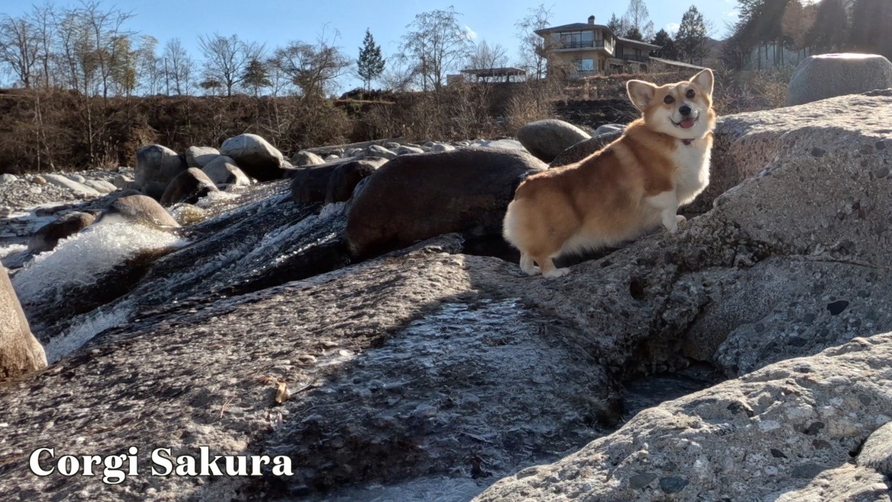 １月の寒い日も川辺で遊んでいたコーギー / A Corgi enjoying the riverside despite the freezing January cold.