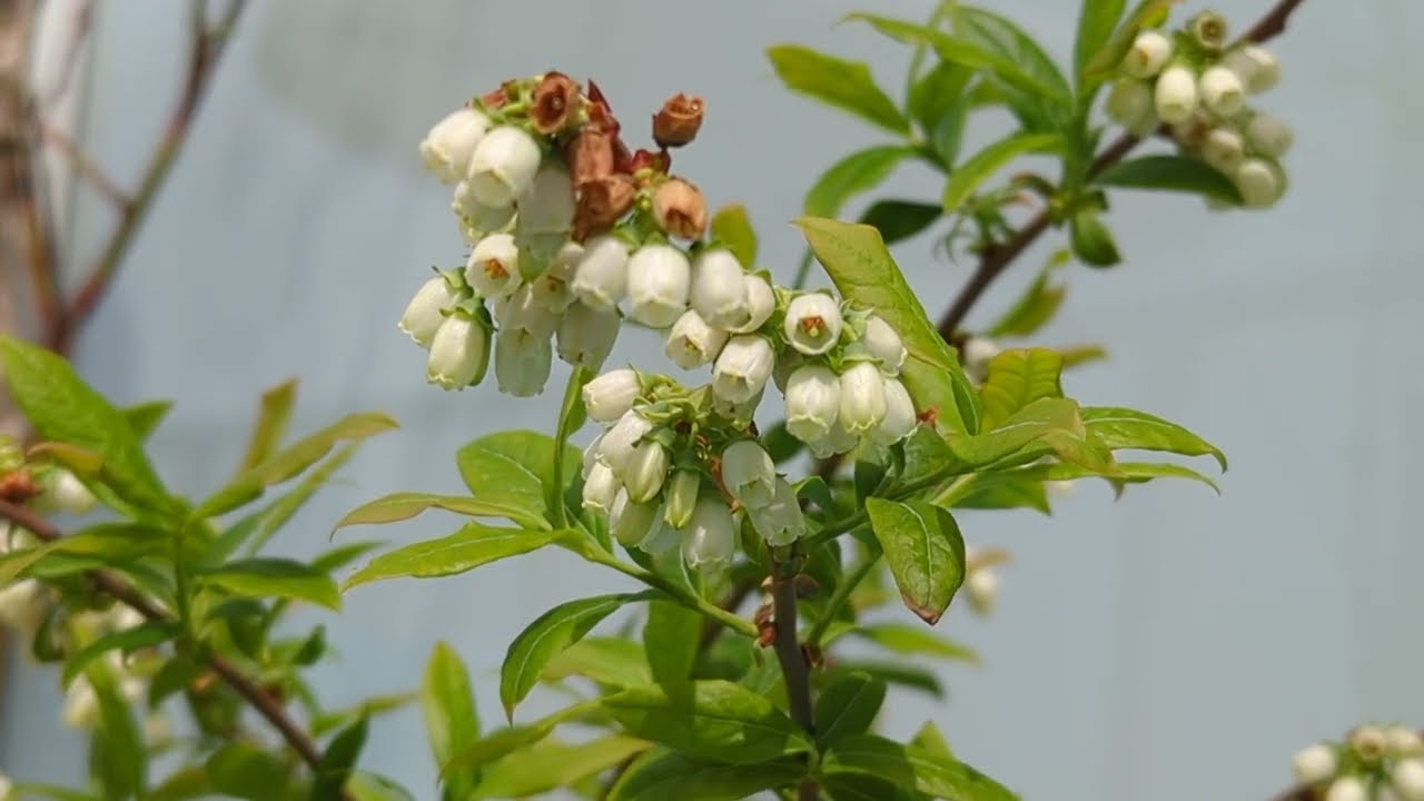 Will Your Blueberry Flowers Turn Into Fruit? Here is How To Know (Bloom stages and Pollination)
