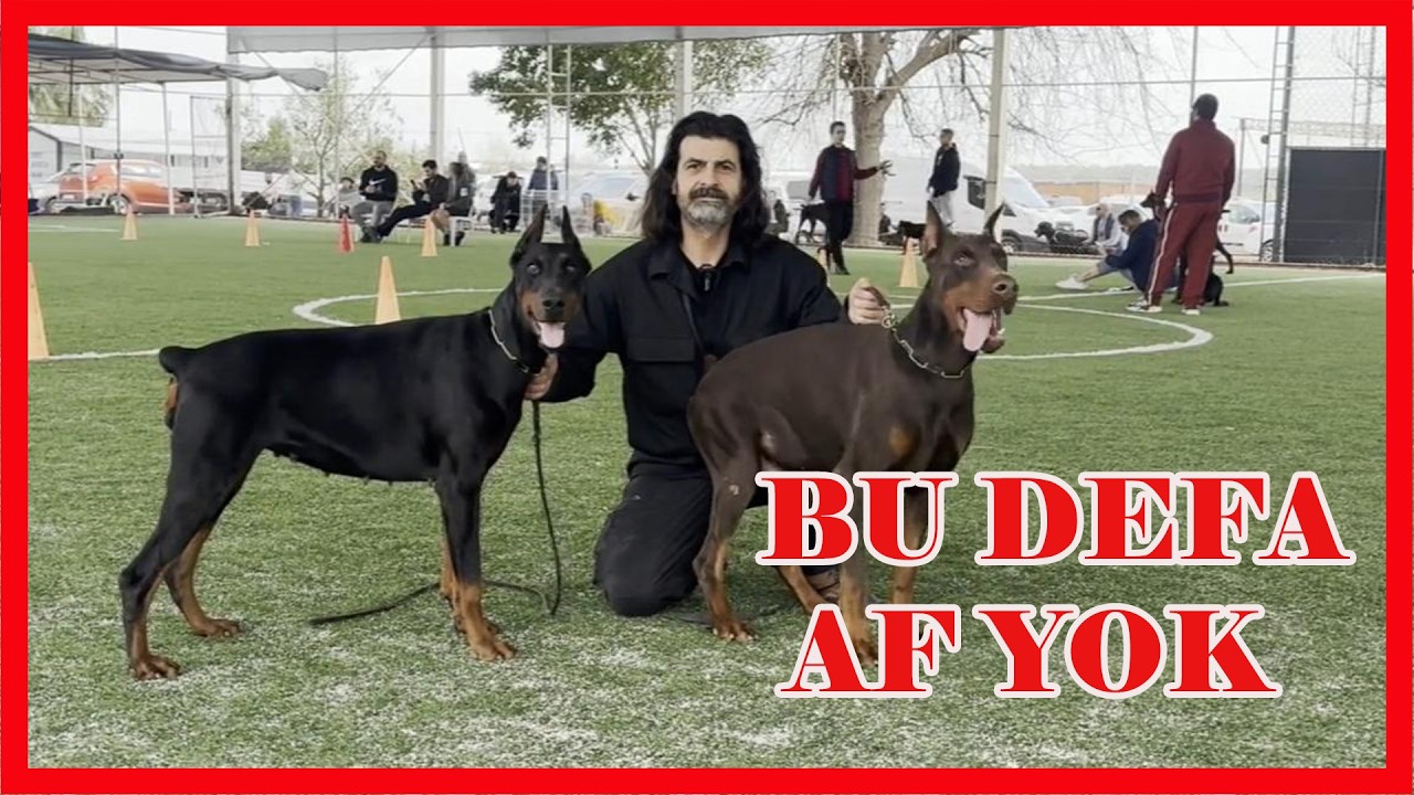DOBERMANLARIM ORTALIĞIN ANASINI AĞLATTI #doberman