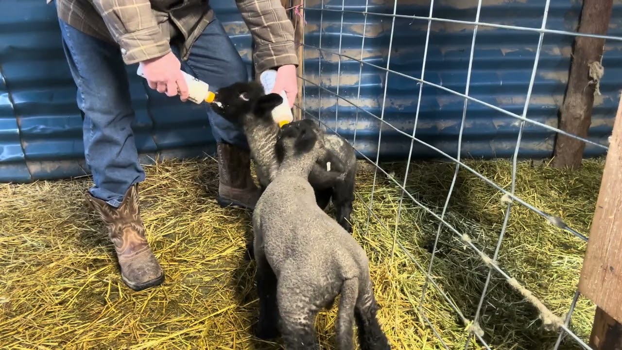 Bottle Feeding Baby Lambs