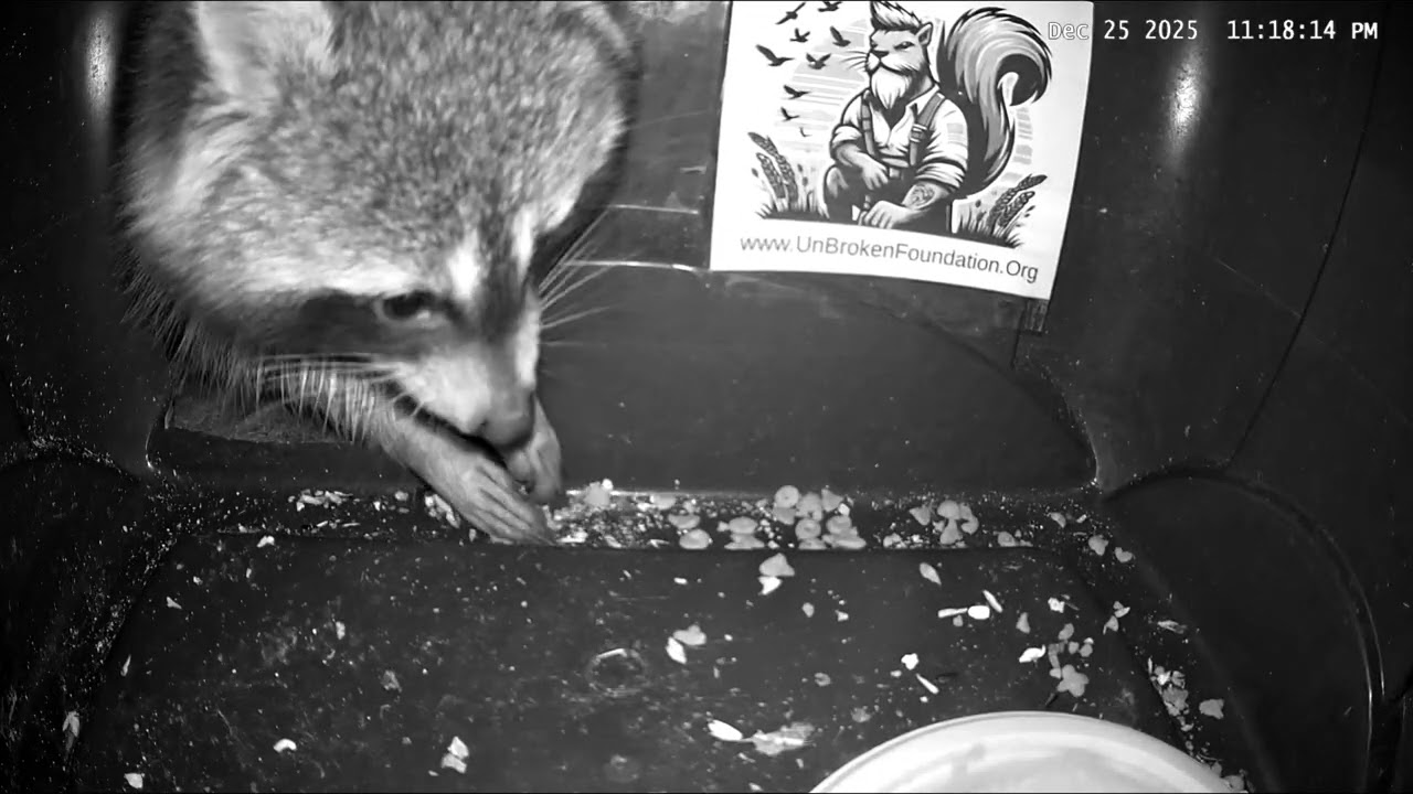 Raccoon Compilation 🦝  Ohio Backyard Wildlife
