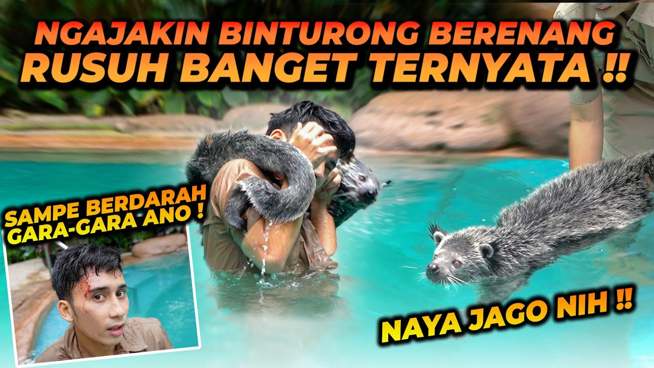 AJAK BINTURONG KELILING RUMAH SAMPE BERENANG ! ANO NAYA HEBOH SAMPE ALSHAD LUKA !!