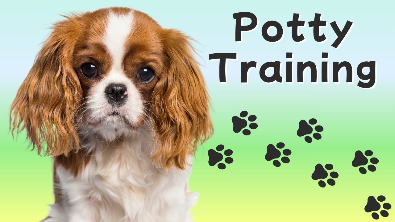 How to Potty Train a Cavalier King Charles Spaniel Puppy | Step-by-Step Guide