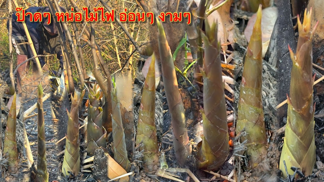 ป๊าด ๆ หน่อไม้ไฟถูกฝน ขึ้นใหม่ งามๆ เต็มกอ มีแต่อวบๆ จ้า 12/5/67