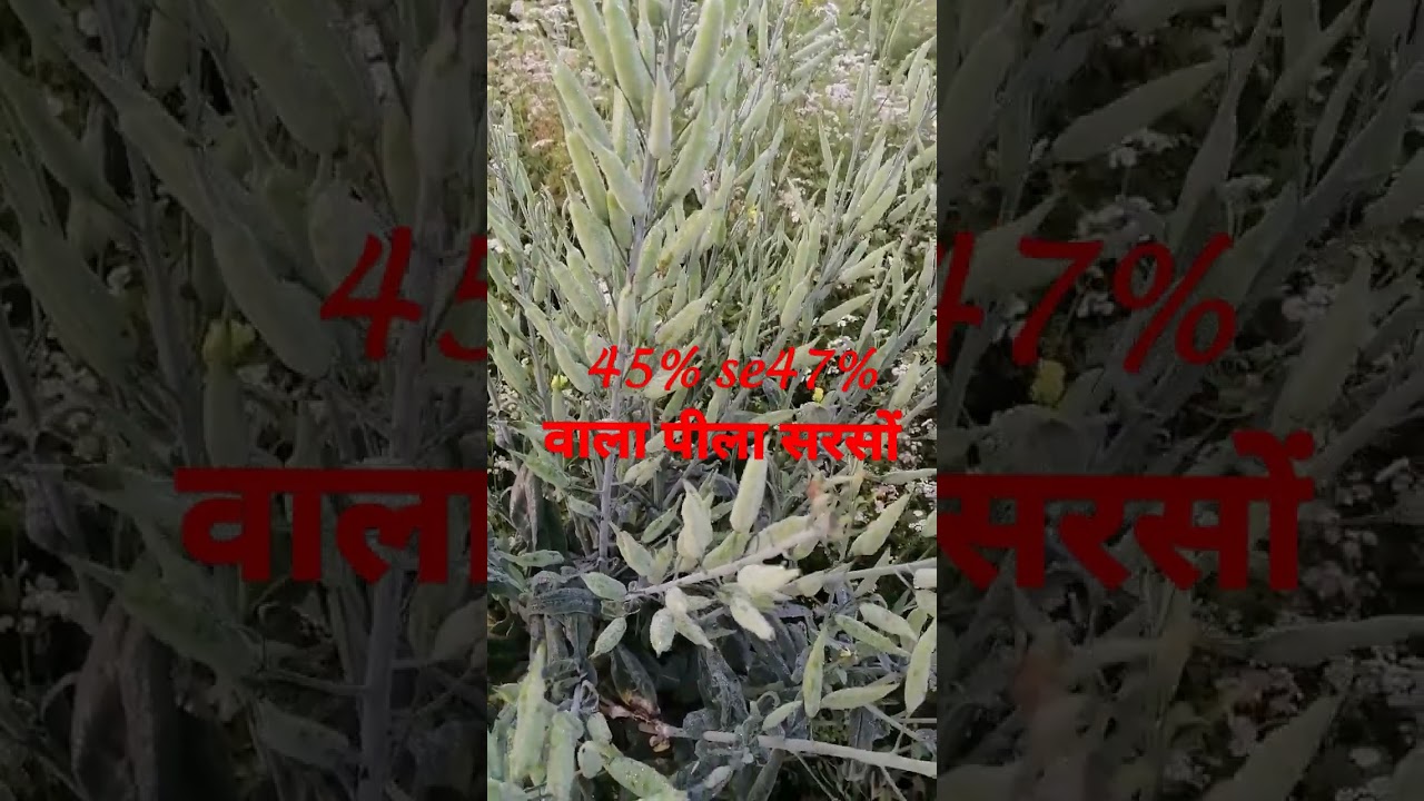 Cultivation of yellow mustard, will extract 45% to 47% oil, 500 grams yield from one plant, information about yellow mustard,