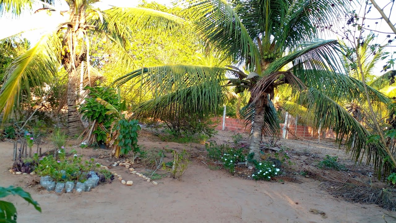 Passei a tarde no sítio, já estava com saudade...👩‍🌾 fiz uma pequena colheita...🥦🥒🍍#vidanositio 