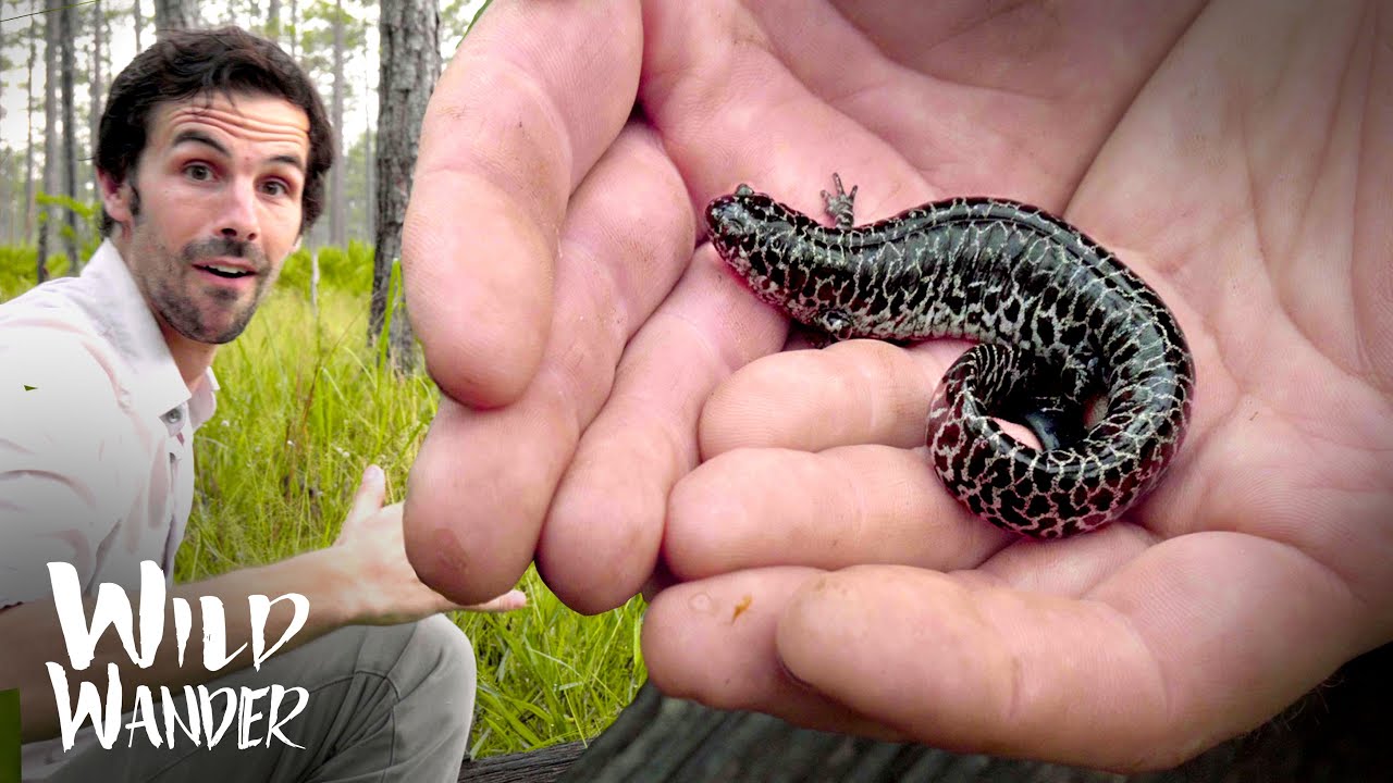 RARE Frosted Flatwood Salamander - HERPETOLOGY - Florida Longleaf Pine Amphibian