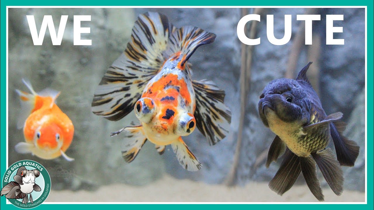 Goldfish Aquarium Upgrade