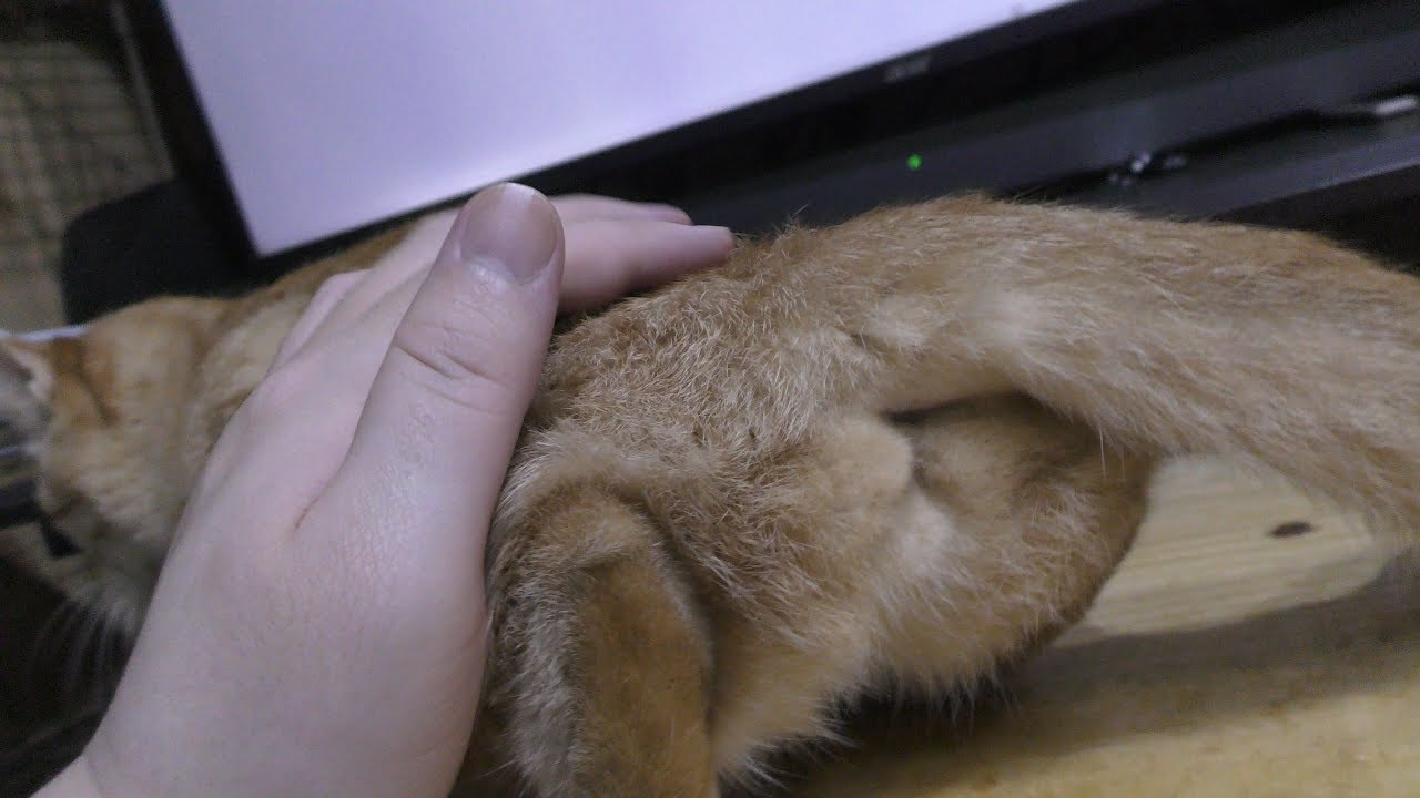 家猫ドコモの発情期、ディスプレイの前にきて催促、えぇい大人しくしやがれぇ