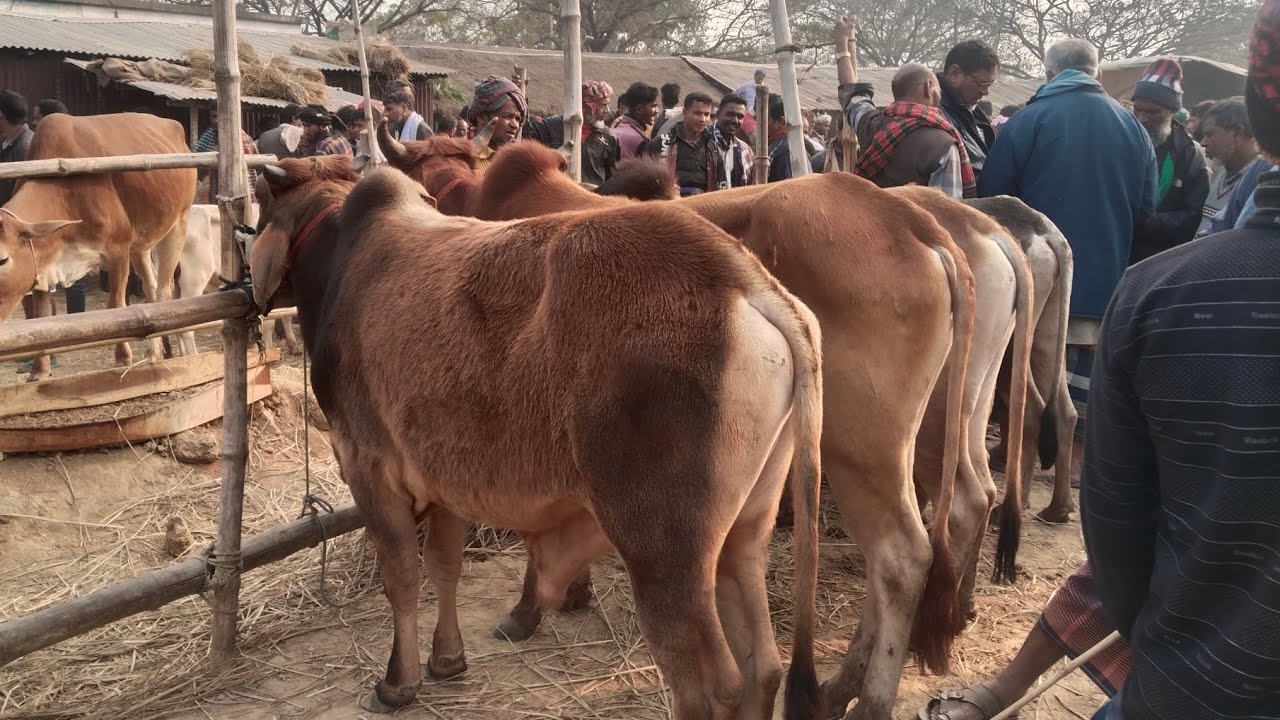 21/1/26/ফ্রেশ ইন্ডিয়ান হাড্ডিস্যার কুরবানীর টার্গেটে ষাঁড়গরু দাম জানুন01773949974