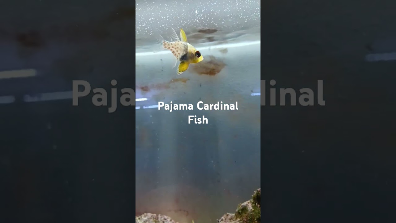 #pajama #Cardinal #fish