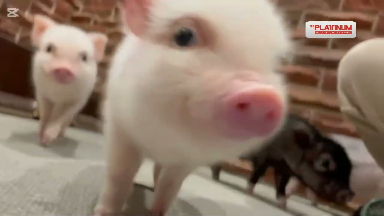 Custom BGV User - Baboy #2