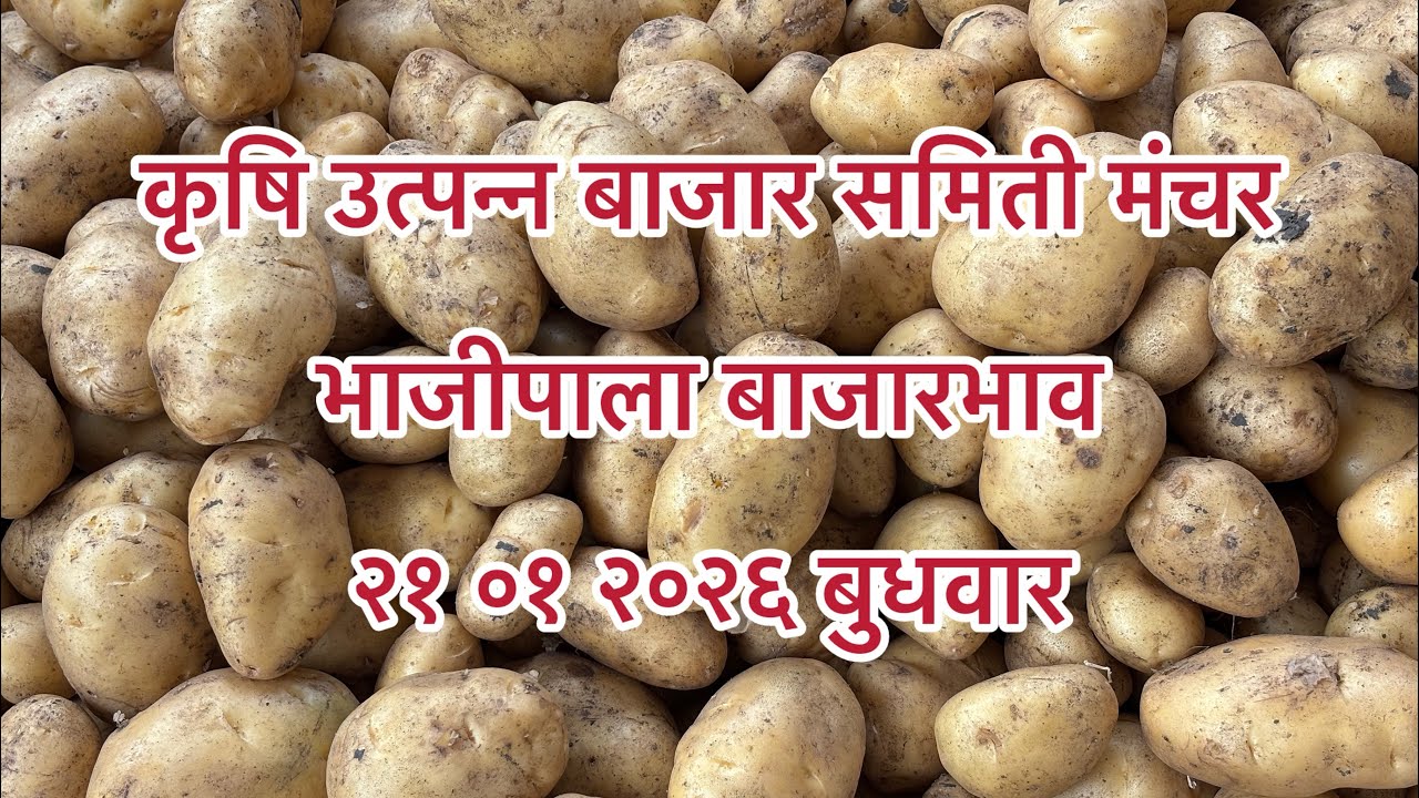 बाजारभाव २१ ०१ २०२६...