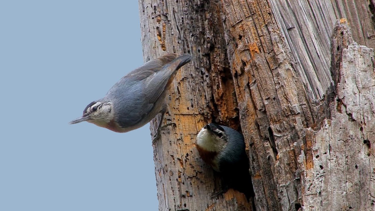 Birdwatching in Lesvos, Greece