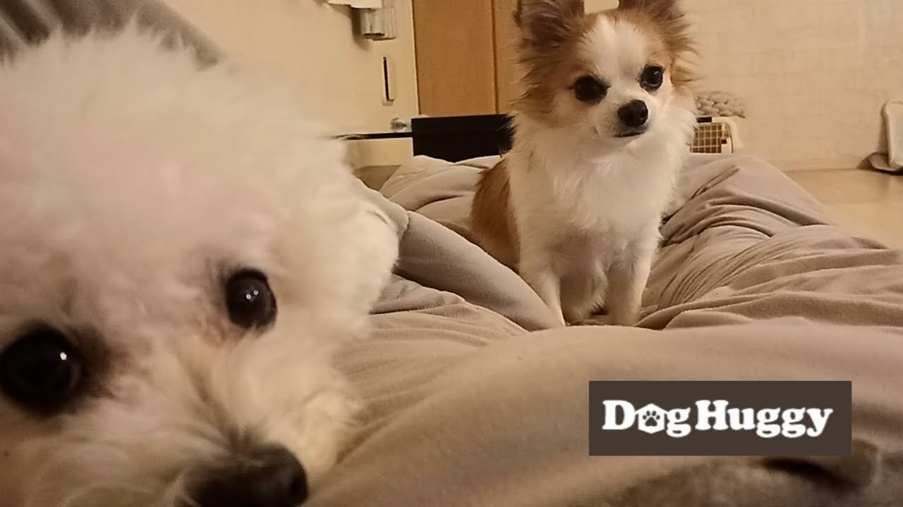 チワワのチャッピーちゃん【DogHuggy お預かり動画&lrm;&acute;&bull;ﻌ&bull;`🐾】