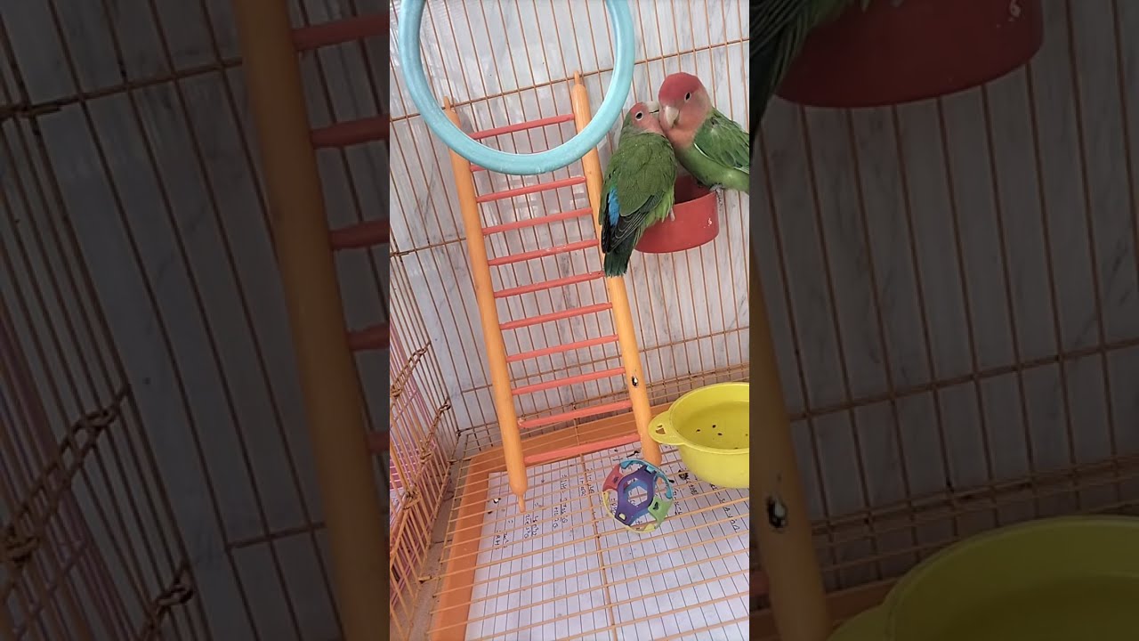 African Love Birds🐥 is live!
