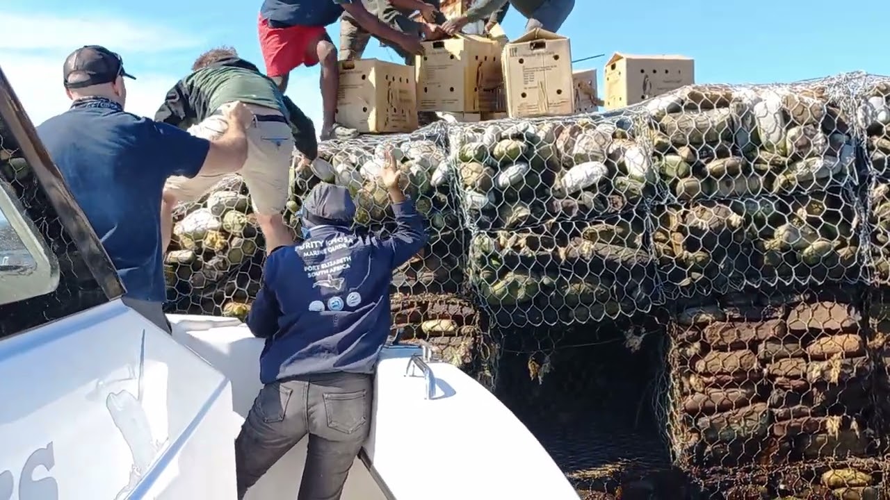 African Penguin release at Bird Island, Algoa Bay, South Africa