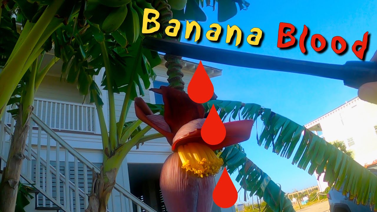 I Drink BANANA BLOOD? (Hardy Banana Growing Tips)