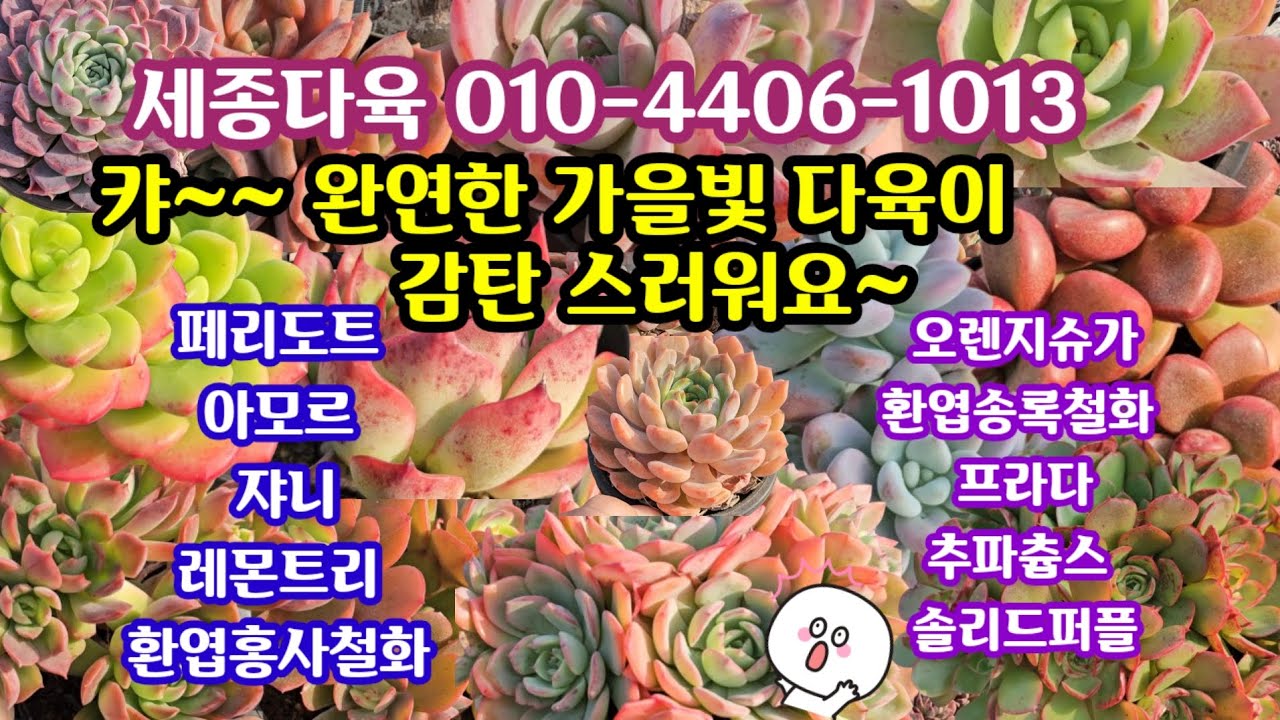 #다육이쇼핑 #세종다육 010-4406-1013 (25.11.4)너무예뻐 감탄사가 절로 나오네요🌸착하기까지 하면 어째~😆