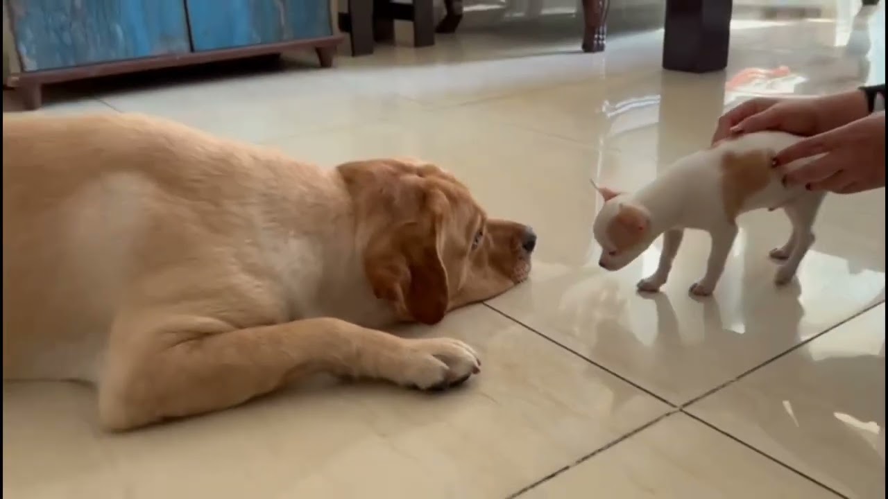 When MILO & SHIRO met 